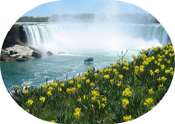 about-card4.gif